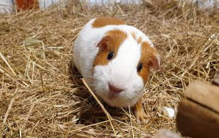 Cavia