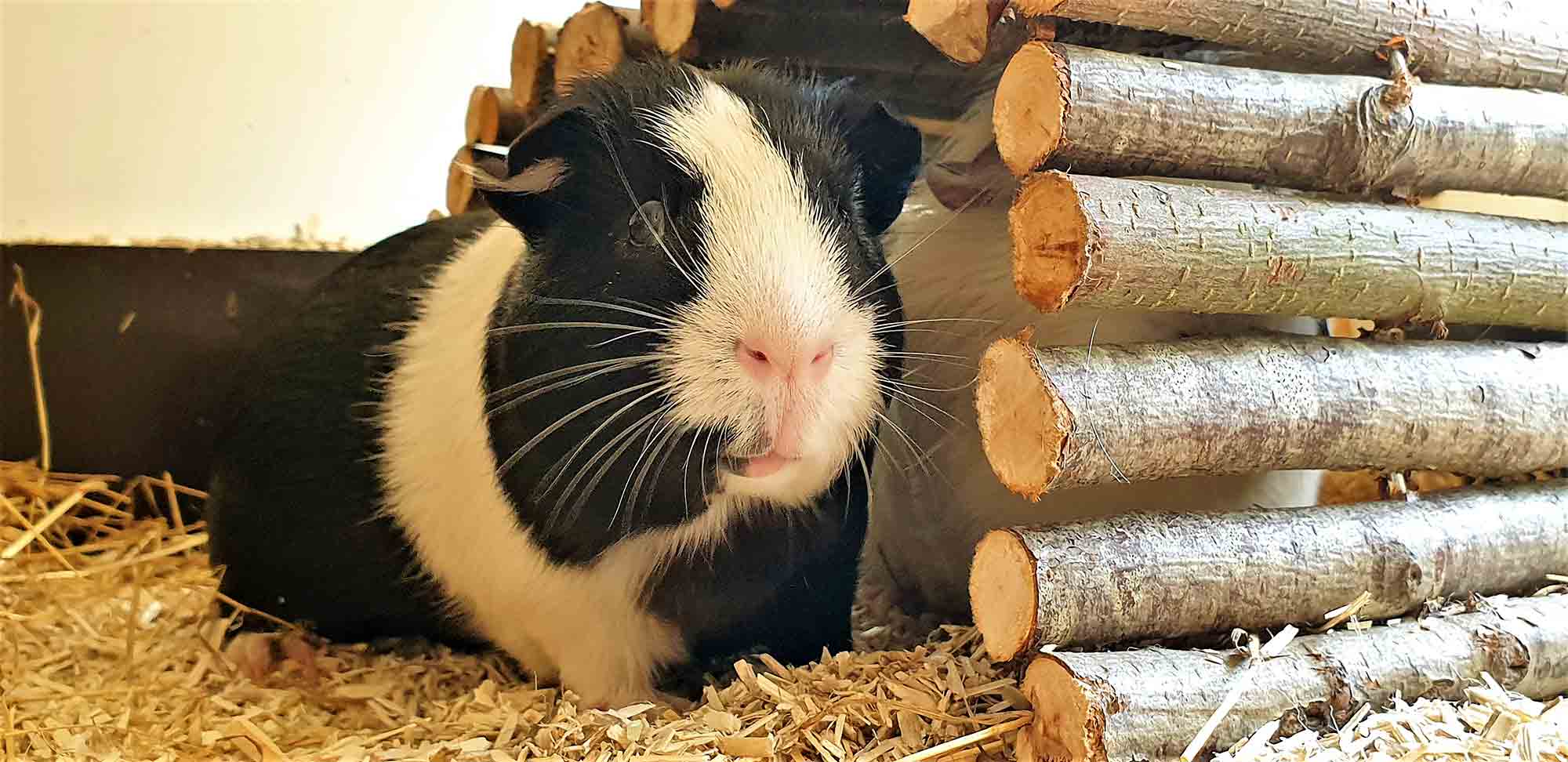 Cavia