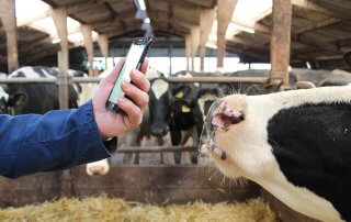 Boer met smartphone in koeienstal