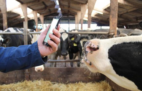 Boer met smartphone in koeienstal