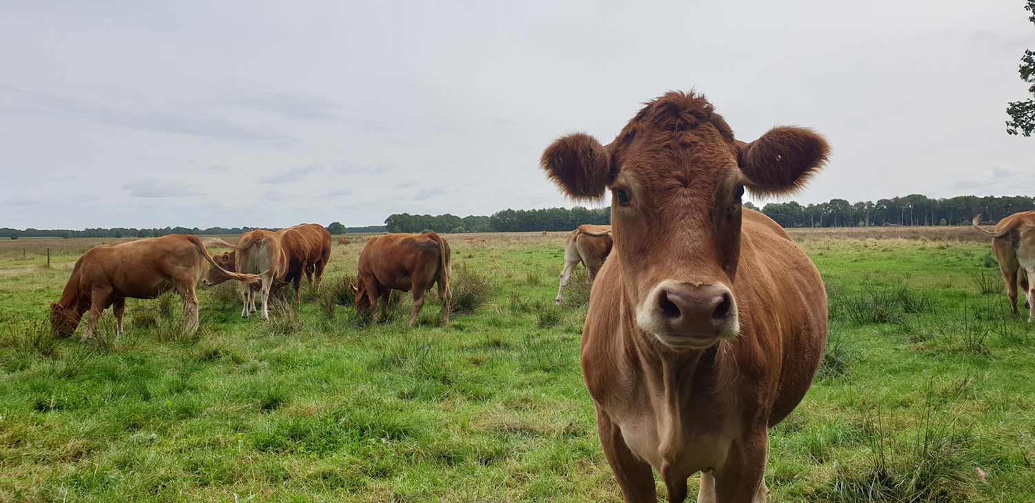 Limousins in de wei