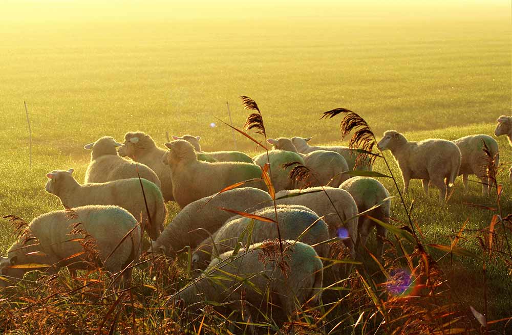 Groepje Schapen