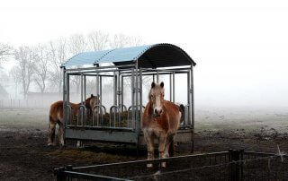 Twee paarden