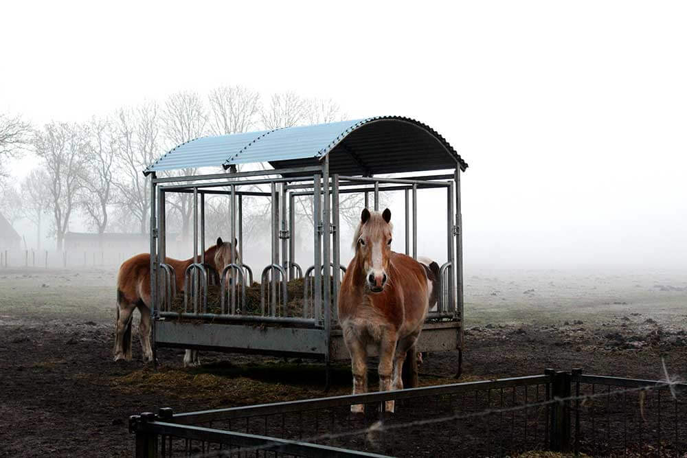 Twee paarden