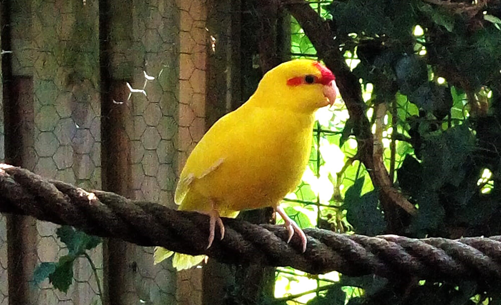 Gele kakariki